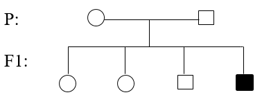Giáº£i vá» bÃ i táº­p Sinh há»c 9 | Giáº£i VBT Sinh há»c 9