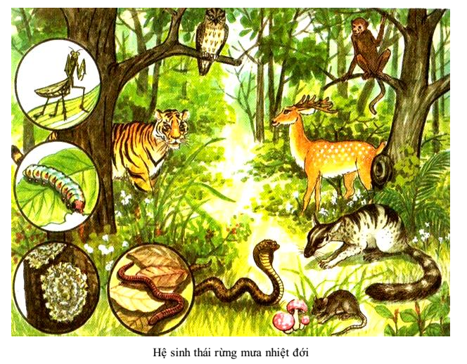 hệ sinh thái hệ sinh thái