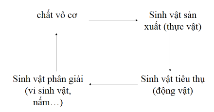 tuần hoàn vật chất trong hệ sinh thái tuần hoàn vật chất trong hệ sinh thái