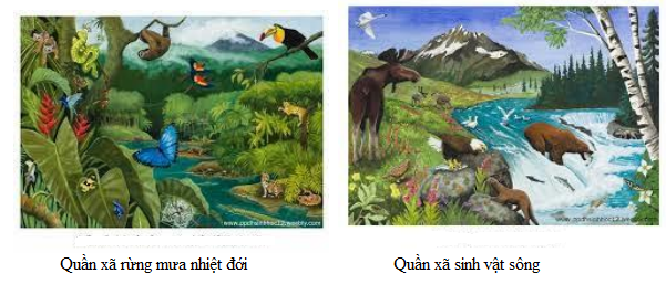 quần xã sinh vật quần xã sinh vật