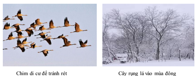 chu kì mùa chu kì mùa