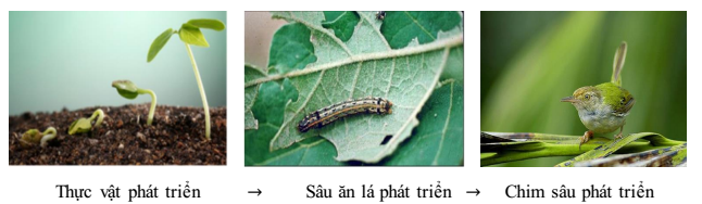 cân bằng sinh học cân bằng sinh học