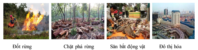 tác động làm mất cân bằng sinh học tác động làm mất cân bằng sinh học