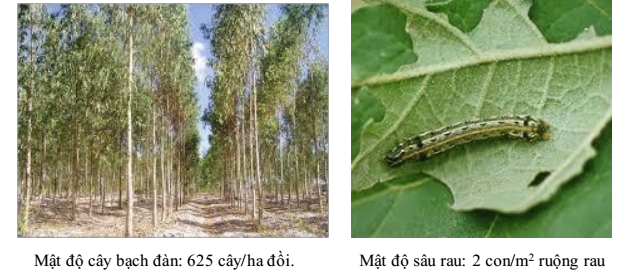 mật độ quần thể mật độ quần thể