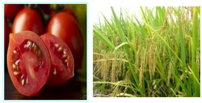 thành tựu chọn giống cây trồng thành tựu chọn giống cây trồng