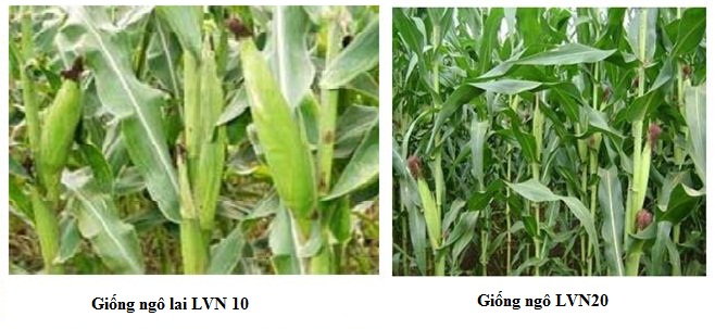 thành tựu chọn giống cây trồng thành tựu chọn giống cây trồng