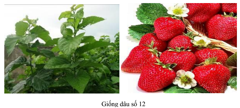 tạo giống đa bội thể tạo giống đa bội thể