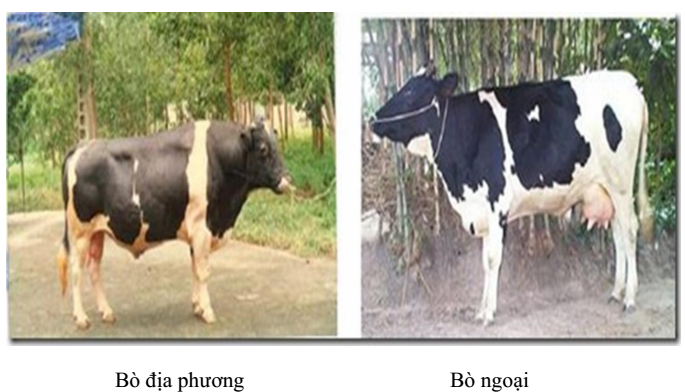 tạo giống bò tạo giống bò