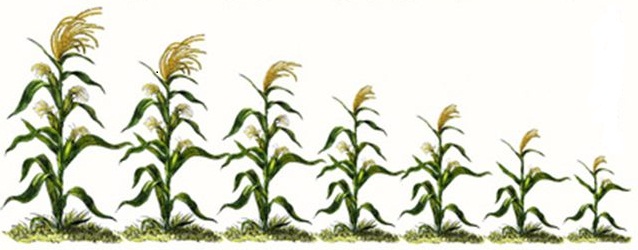 Thoái hóa ở ngô