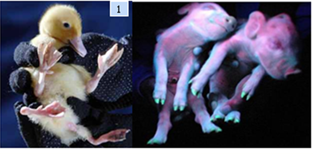 thoái hóa ở động vật