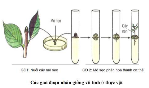 Các giai đoạn công nghệ tế bào Các giai đoạn công nghệ tế bào