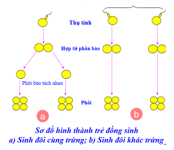 Quá trình hình thành trẻ đồng sinh Quá trình hình thành trẻ đồng sinh