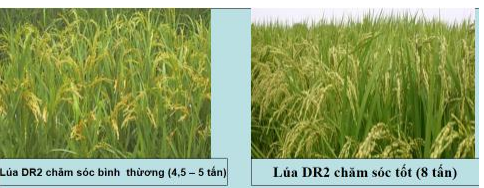 ví dụ mức phản ứng ví dụ mức phản ứng