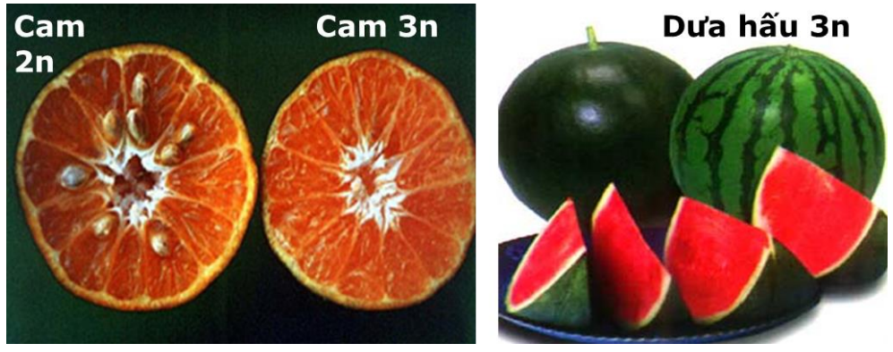 ví dụ đột biến số lượng NST ví dụ đột biến số lượng NST