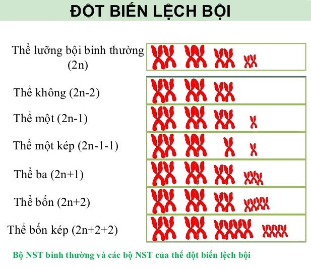 một số dạng dị bội một số dạng dị bội