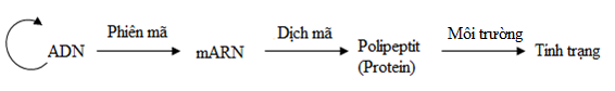 mối quan hệ giữa gen và tính trạng mối quan hệ giữa gen và tính trạng