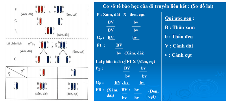 thí nghiệm của moocgan di truyền liên kết thí nghiệm của moocgan di truyền liên kết