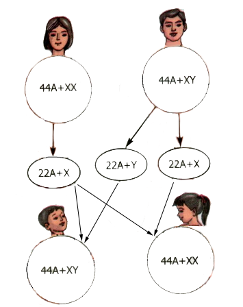 cơ chế xác định giới tính cơ chế xác định giới tính