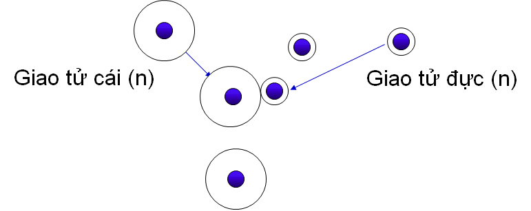 thụ tinh thụ tinh