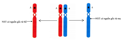 cặp NST tương đồng cặp NST tương đồng