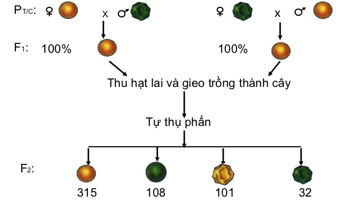 Lai hai cặp tính trạng của Menden