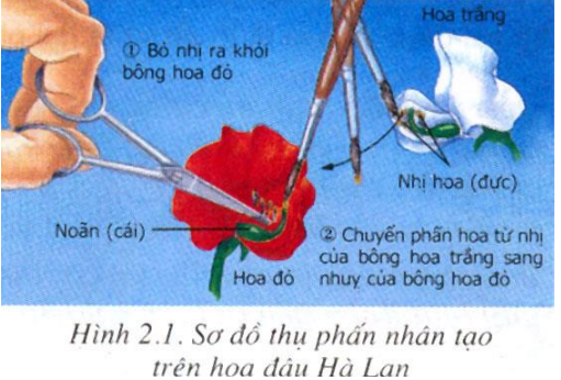 sơ đô thí nghiệm của menden