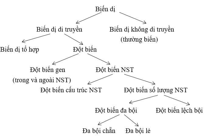 sơ đồ phân loại biến dị sơ đồ phân loại biến dị