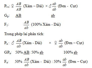 Hình 1. Sơ đồ lai kiểm chứng liên kết gen Hình 1. Sơ đồ lai kiểm chứng liên kết gen