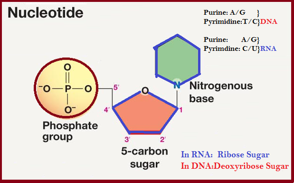 NUCLEOTIDES - MỐI LIÊN KẾT CÒN THIẾU TRONG DINH DƯỠNG ĐỘNG VẬT HIỆN ĐẠI