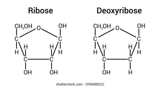 Désoxyribose Images, Stock Photos & Vectors | Shutterstock