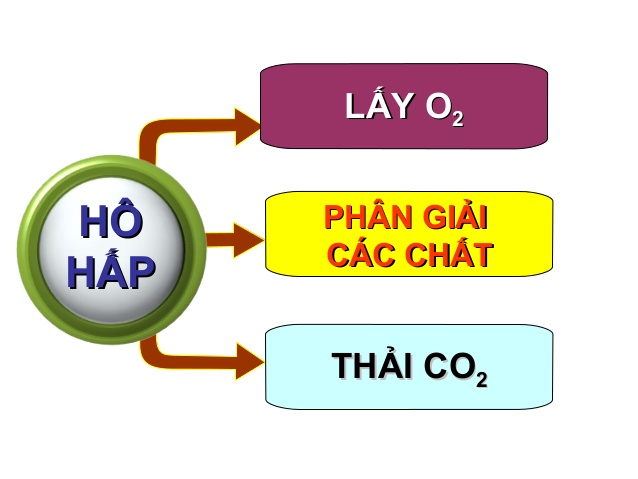 Sinh học 11 B&agrave;i 17: H&ocirc; hấp ở động vật